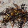 Ants swarming over a dead bee