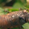 A young cicada
